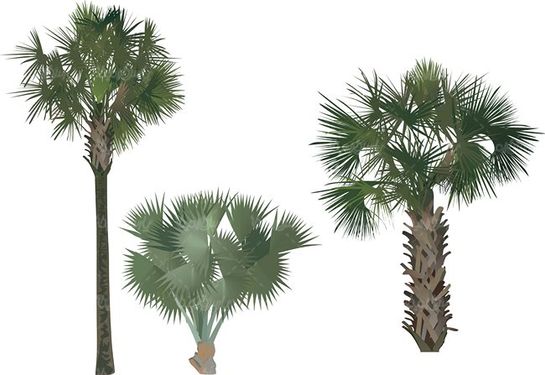 وکتور انواع درخت وکتور درخت سبز وکتور درخت زرد6