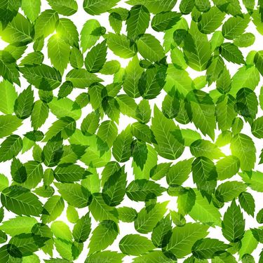 وکتور بک گراند برگ سبز وکتور پس زمینه برگی 1