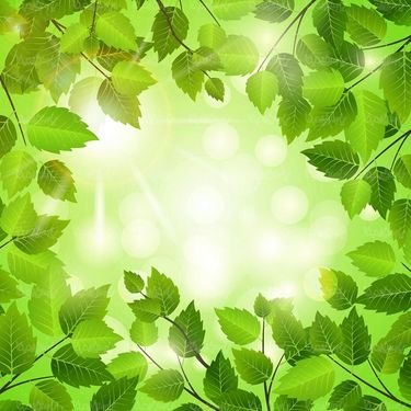وکتور بک گراند برگ سبز وکتور پس زمینه برگی  وکتور پس زمینه جلوه نور