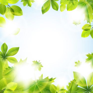 وکتور بک گراند برگ سبز وکتور حاشیه برگ وکتور نور خورشید