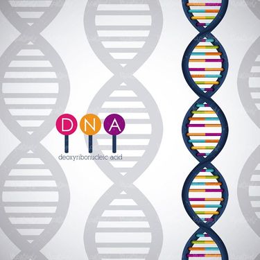 وکتور ساختار دی ان ای وکتور DNA