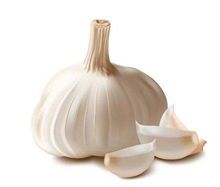 وکتور سیر وکتور میوه فروشی