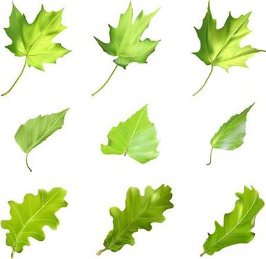 وکتور برگ وکتور انواع برگ