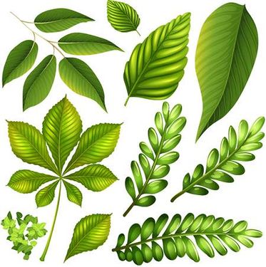 وکتور برگ وکتور انواع برگ