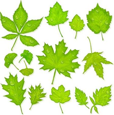 وکتور برگ وکتور انواع برگ