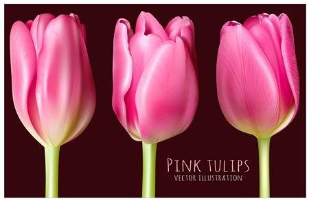 وکتور گل بهاری وکتور شاخه گل