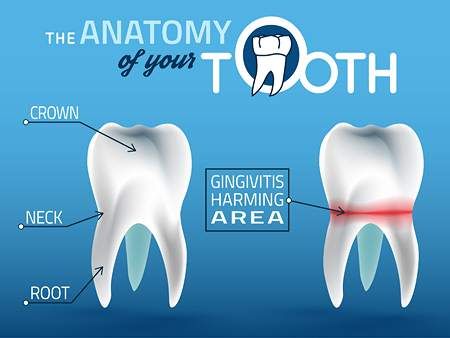 وکتور جرم دندان وکتور دندان پزشکی