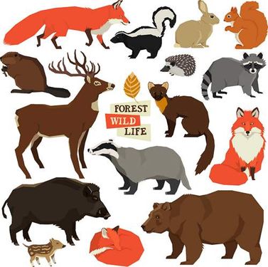 وکتور حیوانات جنگل وکتور روباه وکتور شغال