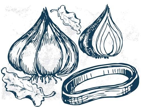 وکتور فست فود وکتور ساندویچ