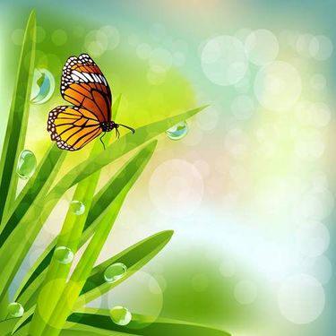 وکتور گل بهاری وکتور پروانه وکتور بک گراند