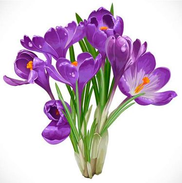 وکتور شاخه گل وکتور  دسته گل وکتور گل بنفش