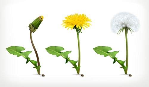 وکتور گل طبیعی وکتور گل بهاری وکتور گل قاصدک