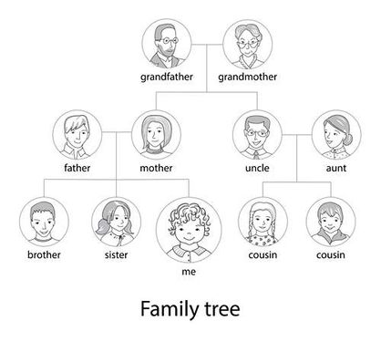 وکتور ساختار درختی  وکتور درخت خانواده
