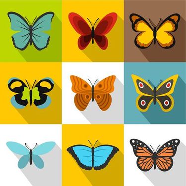 وکتور پروانه رنگی وکتور پروانه گرافیکی