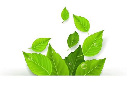 وکتور برگ سبز وکتور شبنم روی برگ