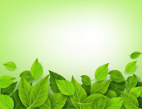 وکتور برگ سبز وکتور شبنم روی برگ