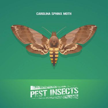 وکتور سموم کشاورزی وکتور ملخ