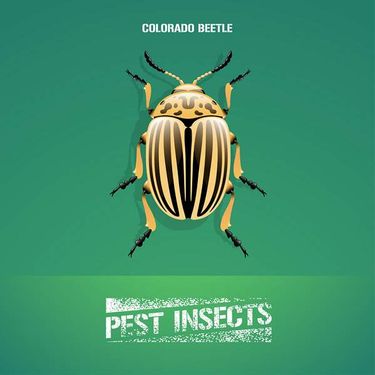 وکتور سموم کشاورزی وکتور ملخ