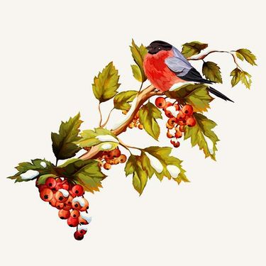 وکتور گل و بوته وکتور گل مرغ