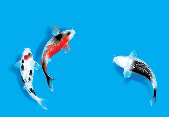 وکتور  ماهی وکتور ماهیگیری وکتور پروتئینی