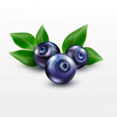 وکتور بلوبری  وکتور میوه فروشی