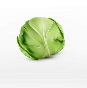 وکتور کلم سفید وکتور کلم سالاد وکتور میوه فروشی