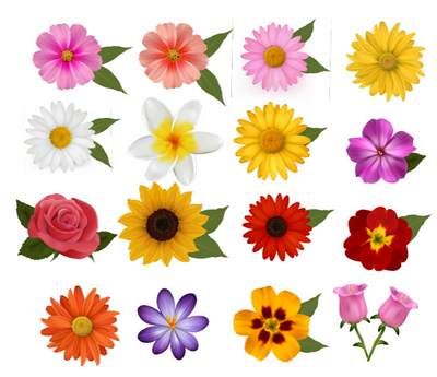 وکتور گل وکتور گلفروشی