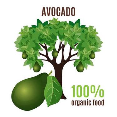 وکتور میوه فروشی وکتور سوپر میوه