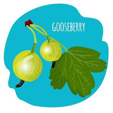 وکتور میوه فروشی وکتور سوپر میوه