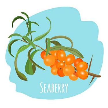 وکتور میوه فروشی وکتور سوپر میوه