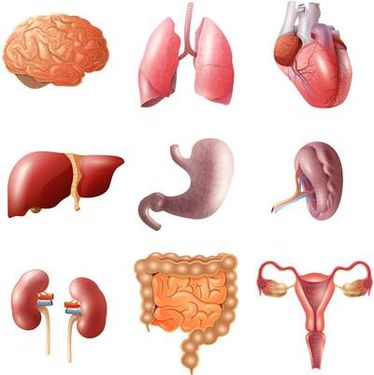 وکتور امعاء و احشاء بدن انسان