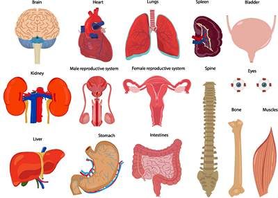 وکتور امعاء و احشاء بدن انسان