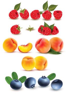 وکتور میوه سرا  وکتور میوه فروشی