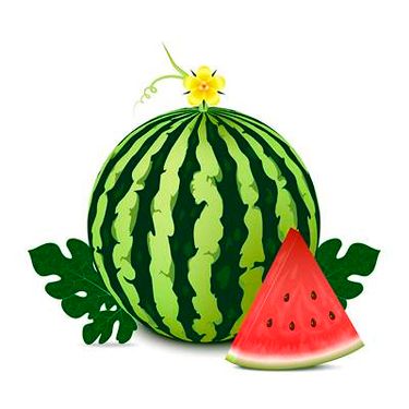 وکتور میوه فروشی وکتور هندوانه