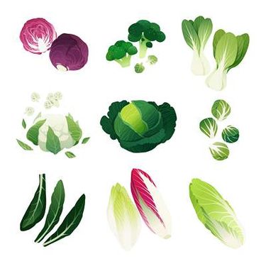 وکتور سبزیجات وکتور کاهو