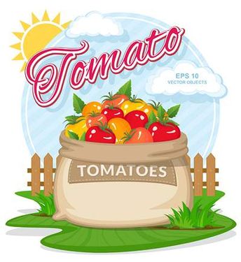 وکتور میوه فروشی وکتور گوجه فرنگی