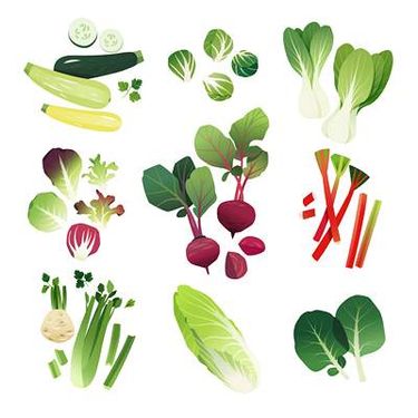 وکتور میوه فروشی وکتور ذرت وکتور بادمجان