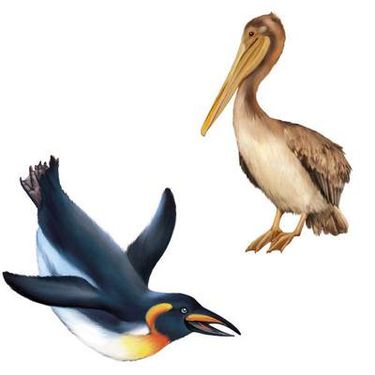 وکتور پرنده وکتور پلیکان وکتور پنگوئن