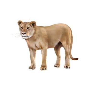 وکتور شیر جنگل وکتور سلطان جنگل