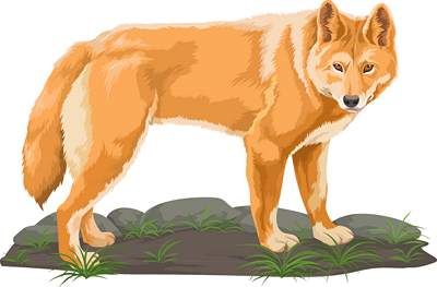 وکتور گرگ وکتور حیوان وحشی