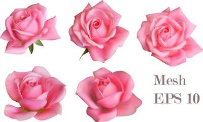 وکتور غنچه گل وکتور گل رز