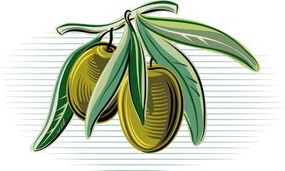 وکتور زیتون وکتور ظرف زیتون