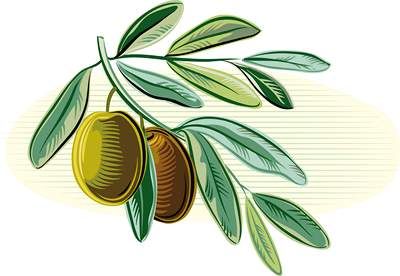 وکتور زیتون وکتور ظرف زیتون