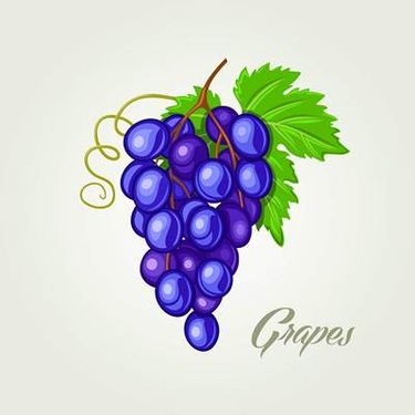 وکتور خوشه انگور وکتور انگور قرمز