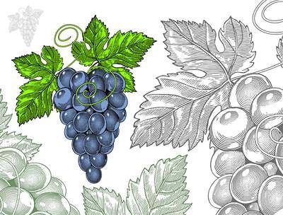 وکتور خوشه انگور وکتور انگور قرمز