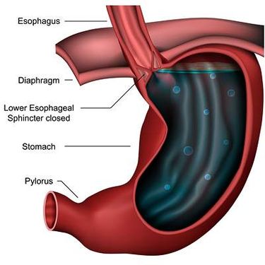 وکتور دوازدهه وکتور امعاء و احشاء بدن