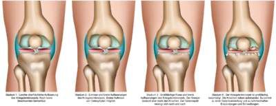وکتور آناتومی بدن  وکتور امعاء و احشاء بدن