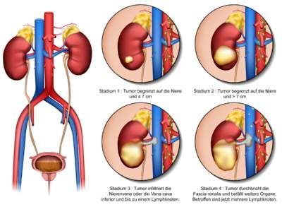 وکتور آناتومی بدن  وکتور امعاء و احشاء بدن