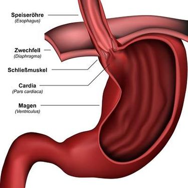 وکتور دوازدهه وکتور امعاء و احشاء بدن