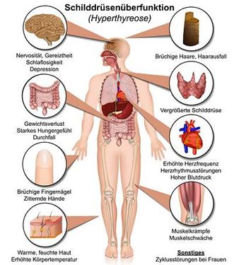 وکتور آناتومی بدن  وکتور  امعاء و احشاء بدن